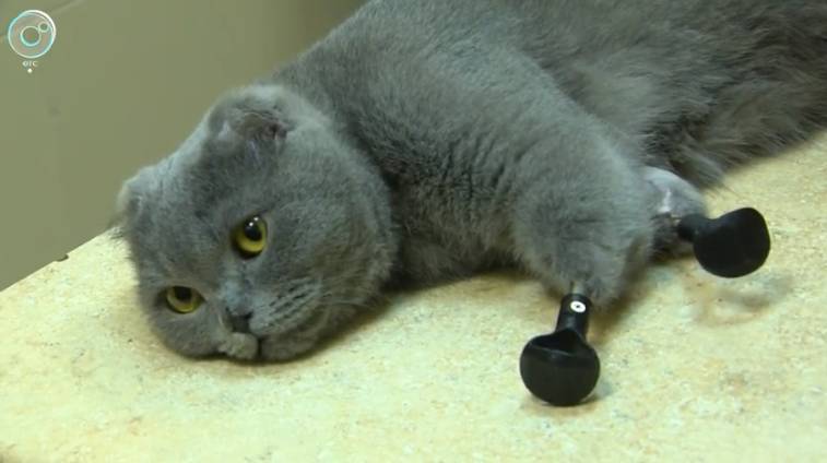 Жительница Новокузнецка не может забрать кошку с железными лапками из-за коронавируса