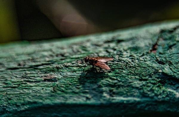 Вирусолог предупредил, что мухи могут быть разносчиками COVID-19