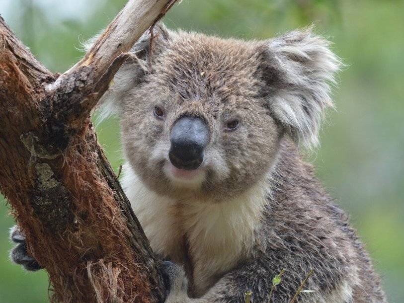Ученые убедились: коалы все-таки пьют воду в обычной жизни