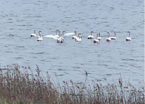 Лебеди-шипуны впервые с прошлого века прилетели на озеро Круглое в Подмосковье