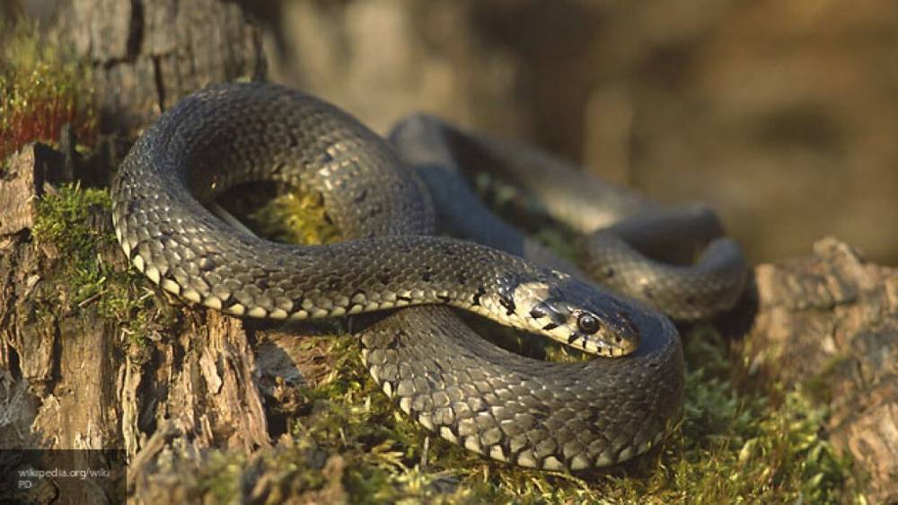 Ядовитая змея укусила ребенка во дворе дома в Оренбургской области