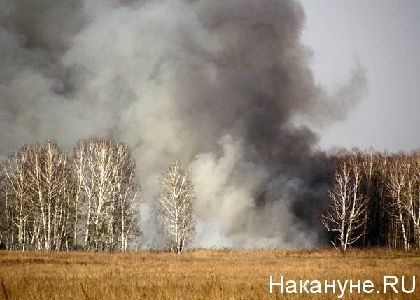 В Тюменской области пожарами уничтожено 400 гектаров леса