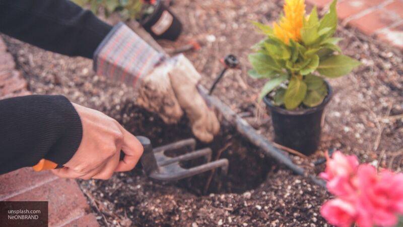 Союз дачников Подмосковья: садоводы региона законно торгуют своей продукцией на рынках
