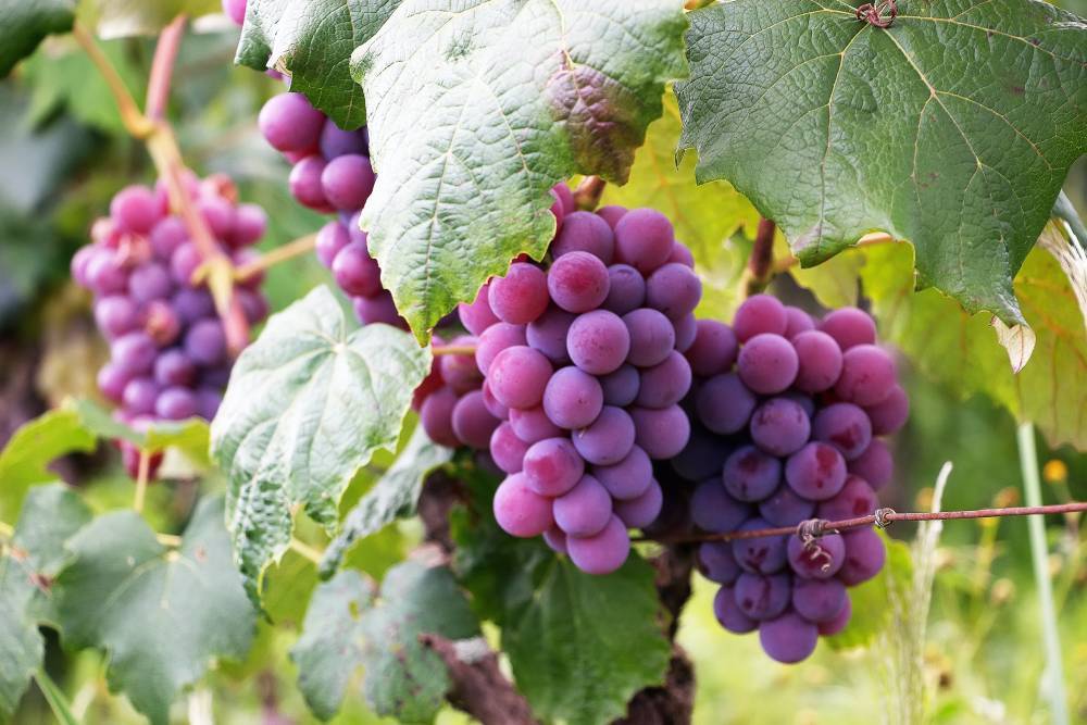 Врач посоветовал употреблять виноград для профилактики COVID-19