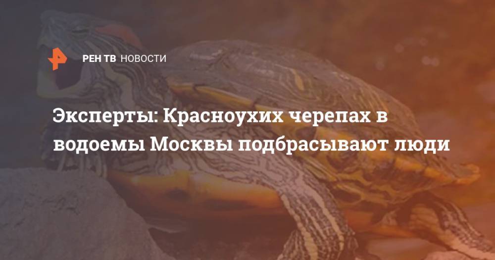 Эксперты: Красноухих черепах в водоемы Москвы подбрасывают люди