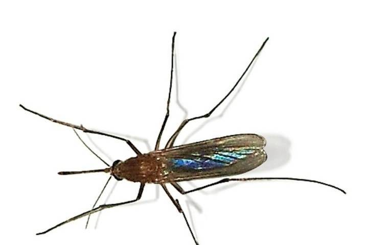 Эксперт рассказал, могут ли мухи и комары переносить коронавирус