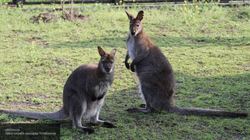 Юный австралиец спас младшую сестру от напавшего кенгуру