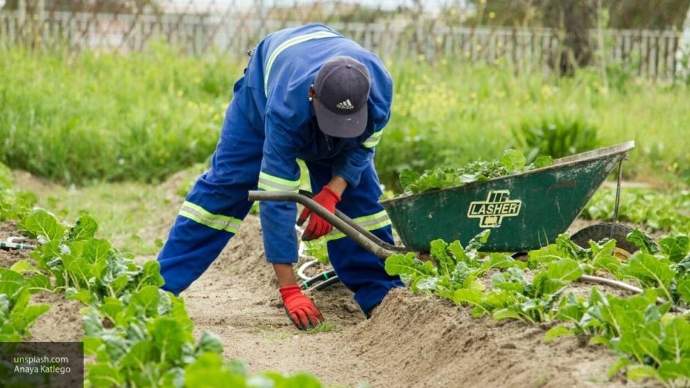 Госдума рассмотрит возможность освобождения садоводов от оплаты взносов на фоне COVID-19