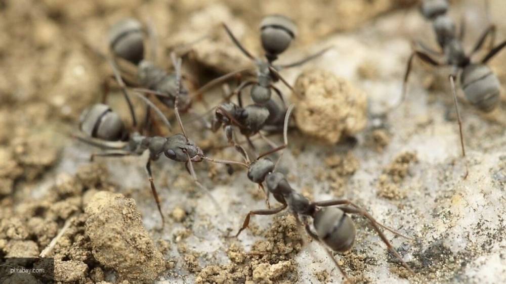 Ученые выяснили, что правая и левая антенны обеспечили муравьям память разной длительности