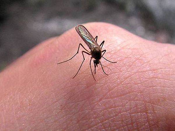 Профессор: мухи могут переносить коронавирус, комары – нет
