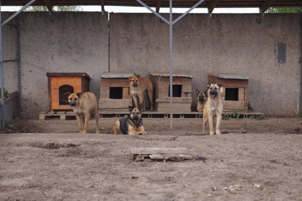 «Случилось чудо, и собаки улетели». Полиция возбудила уголовное дело по факту убийства собак из Тульского монастыря