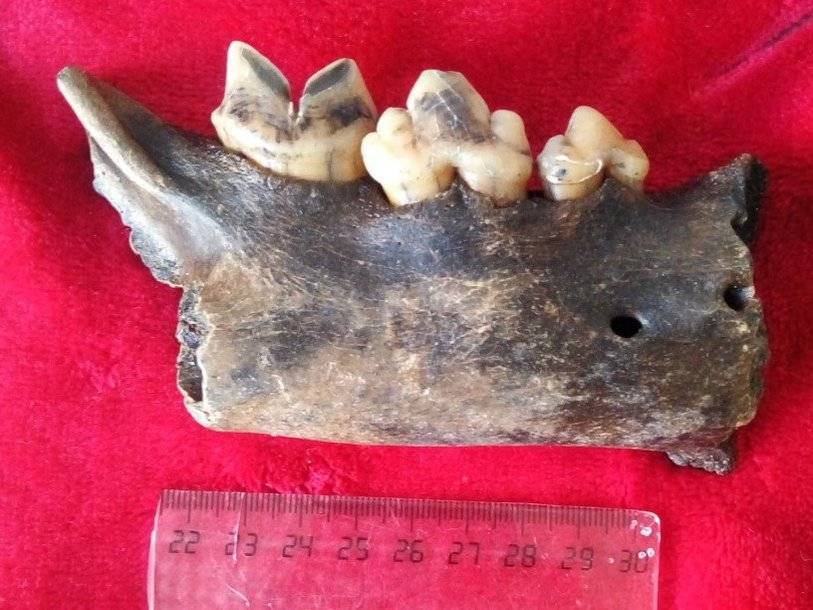 В Ульяновской области первоклассник нашел часть челюсти пещерного льва