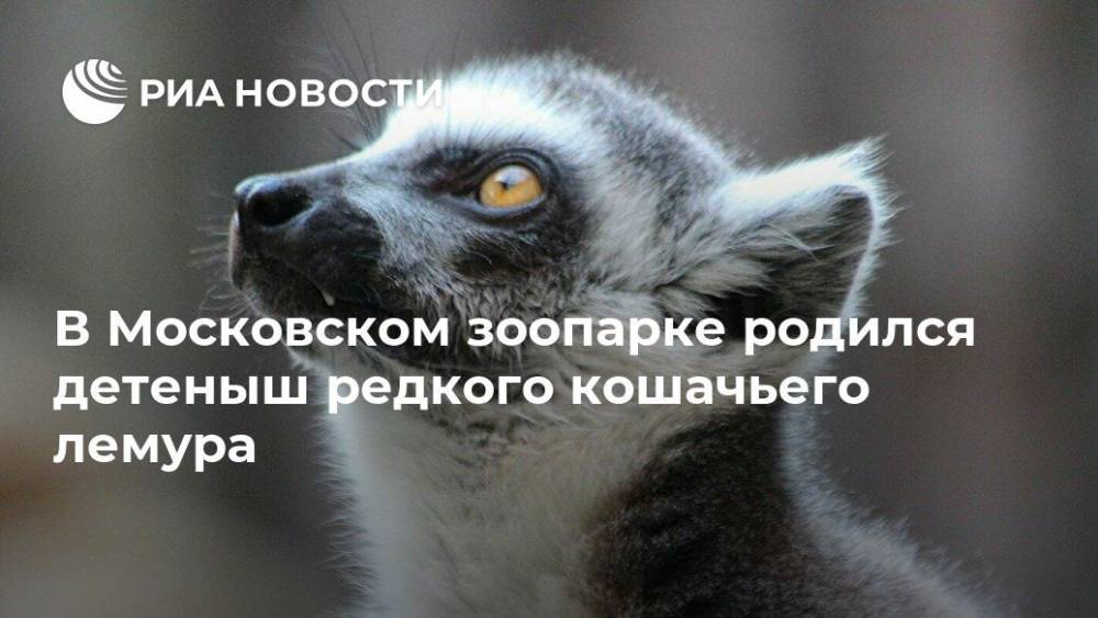 В Московском зоопарке родился детеныш редкого кошачьего лемура