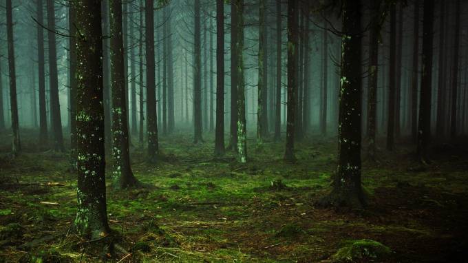 В лесу в Подмосковье нашли человеческий скелет