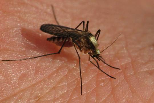 Коронавирус может начать поражать насекомых