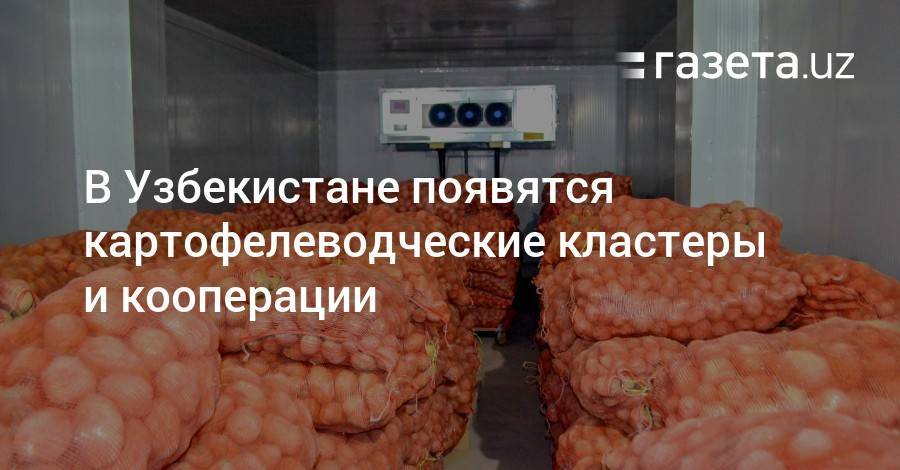 В Узбекистане появятся картофелеводческие кластеры и кооперации