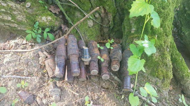 В Германии дикие кабаны разрыли в лесу блиндаж советских воинов