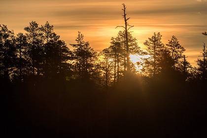 Площадь восстановленного в России леса увеличилась втрое