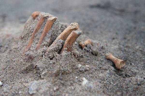 В лесу под Москвой нашли скелет человека, умершего год назад