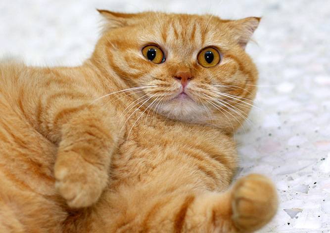 Как вернуть расположение кота? «Яндекс» опубликовал самые смешные запросы