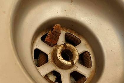 Смертельно ядовитая змея помешала мужчине помыть посуду