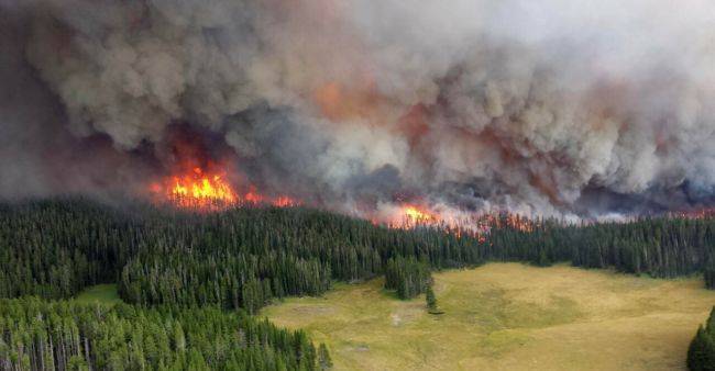 WWF: Ущерб от лесных пожаров в России может стать крупнейшим за десятилетия