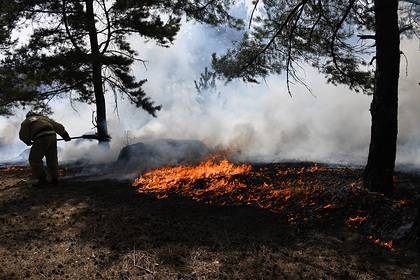 России предрекли серьезные последствия из-за лесных пожаров в 2020 году