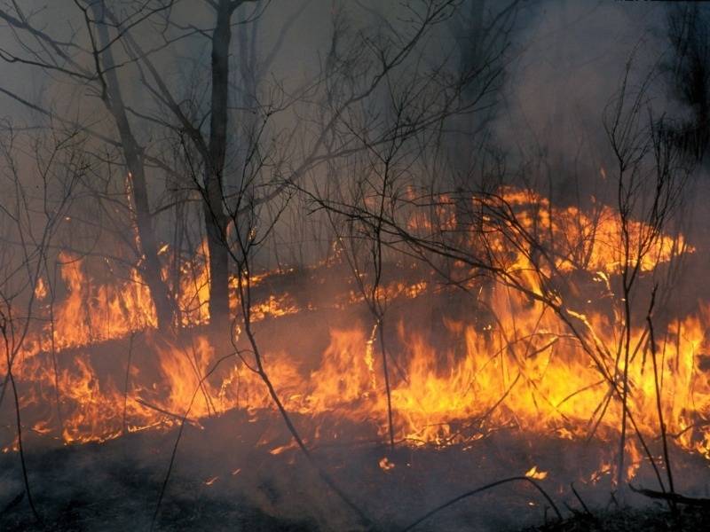 В 2020-м лесные пожары в РФ могут стать самыми сильными за прошедшие десятилетия