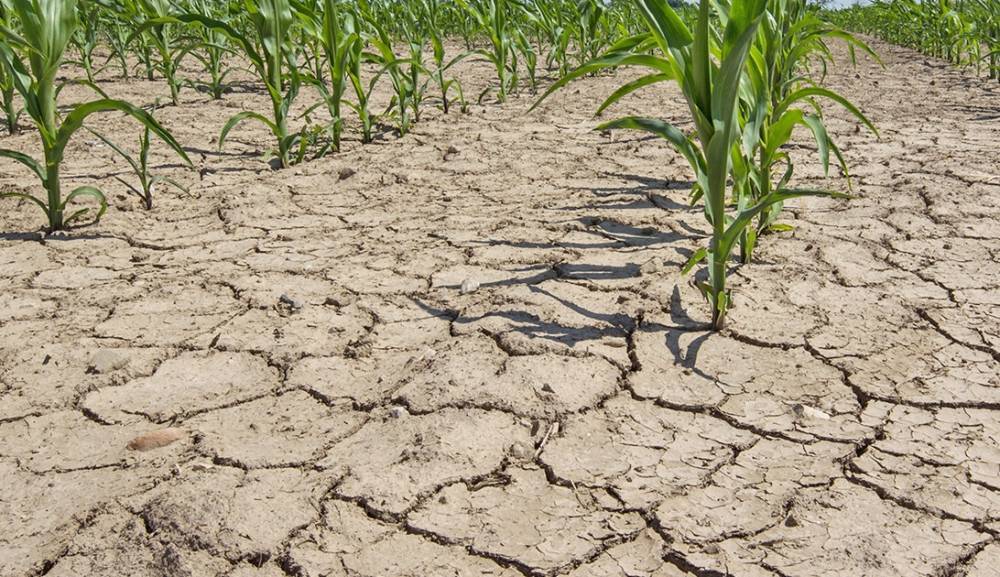 Почвенная засуха угрожает различным регионам России