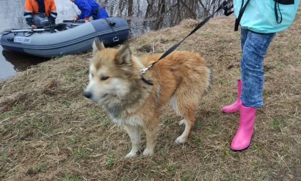 В Ухте неизвестные бросили собаку на верную гибель на затопленном острове