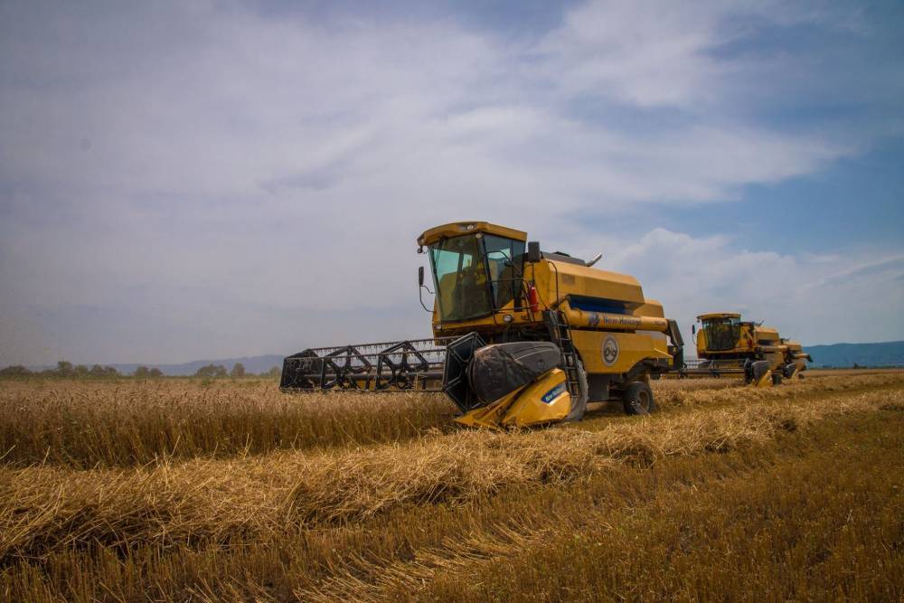 США подарят Грузии 27 тысяч тонн высококачественной пшеницы