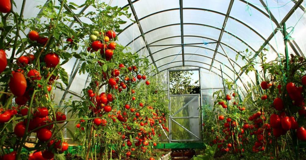 Топ грубых ошибок в выращивании помидоров, которые допускают почти все дачники