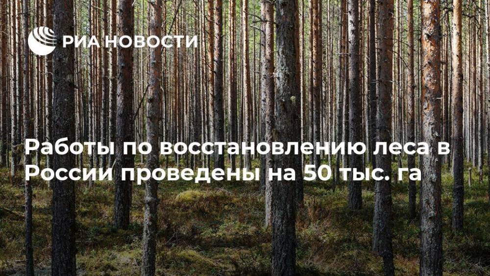 Работы по восстановлению леса в России проведены на 50 тыс. га