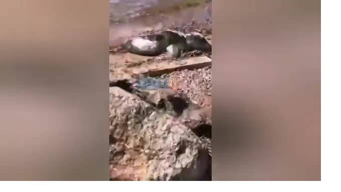 В Ленобласти спасли тюлененка