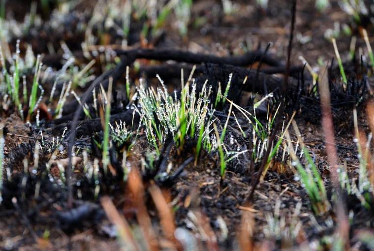 Боеприпасы взорвались на бывшем арсенале в удмуртском Пугачеве, где горит трава