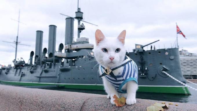 Эрмитажный кот-предсказатель Ахилл поздравил петербуржцев с Днем Победы