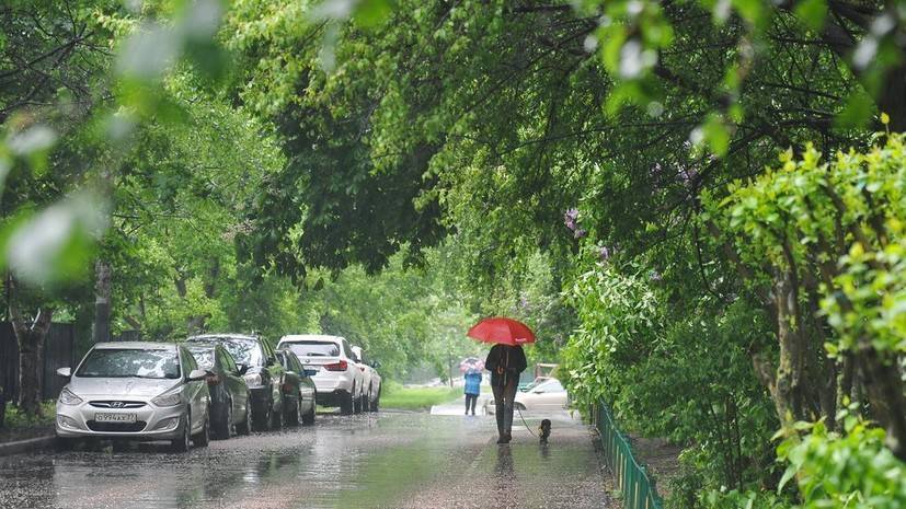 Источник: сильный ветер в Москве в выходные повалил более 340 деревьев