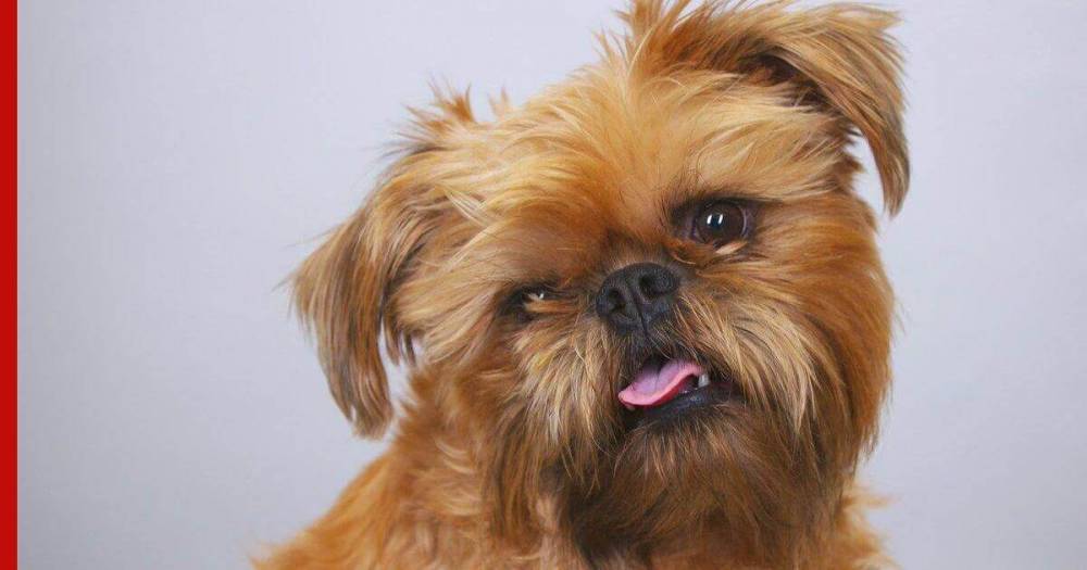 Кинологи перечислили лучшие породы собак для детей - profile.ru - Россия