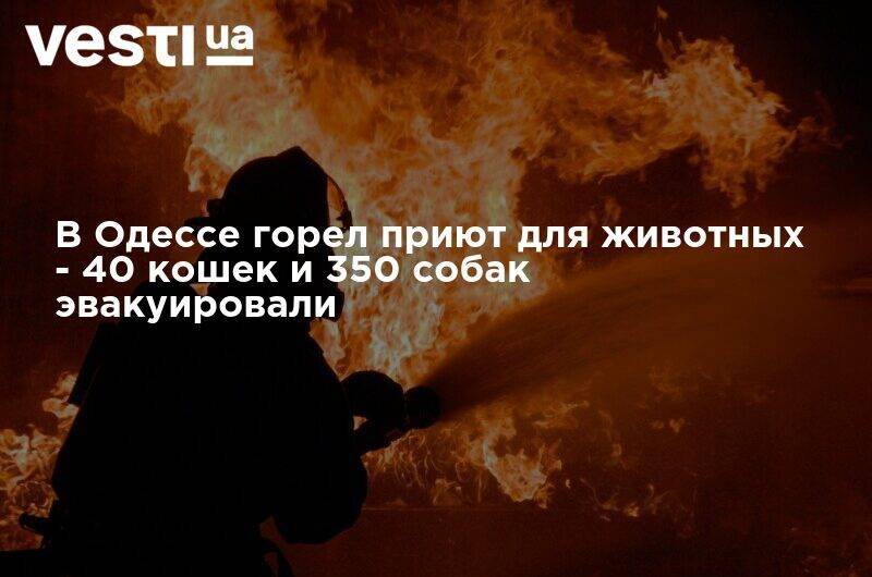 В Одессе горел приют для животных - 40 кошек и 350 собак эвакуировали