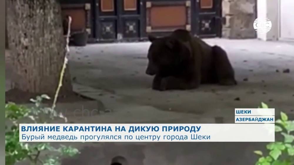 Бурый медведь прогулялся по улицам Шеки. ВИДЕО