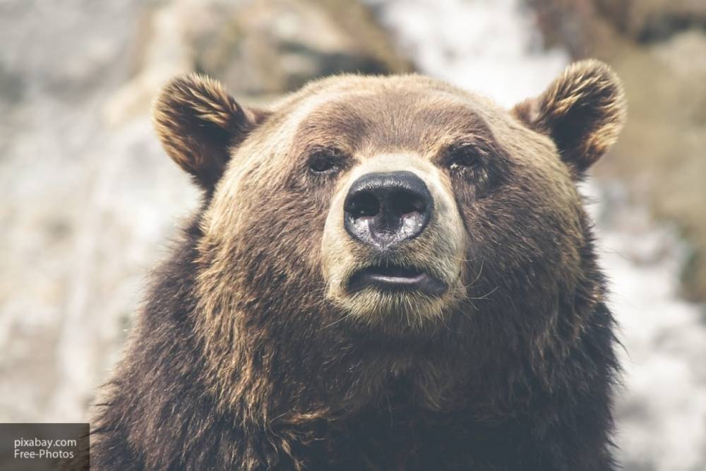 Медведица убила россиянина, погнавшегося с собакой за медвежонком