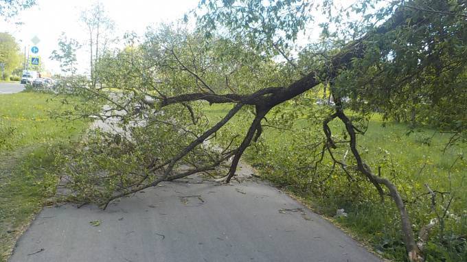 Из-за сильного ветра 31 мая в Петербурге упали 7 деревьев