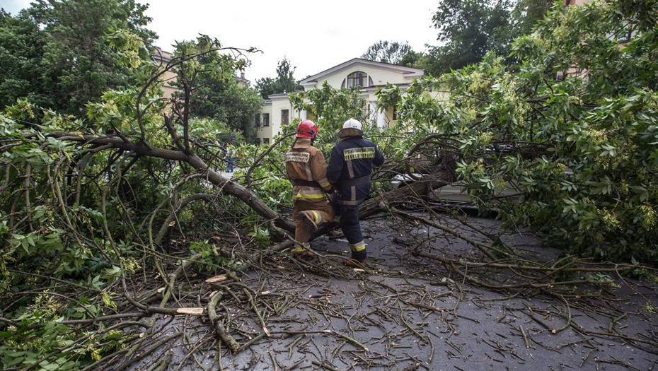 Штормовой ветер повалил семь деревьев в Петербурге