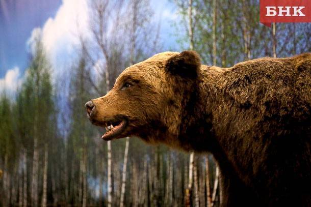 Усть-куломская деревня приглянулась семье медведей