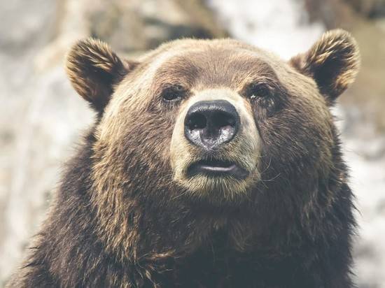 В Казахстане медведица задрала россиянина