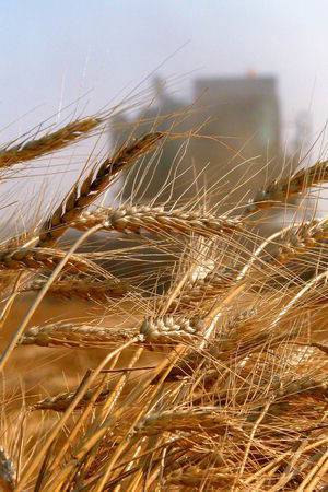 Тюменские аграрии экспериментируют с новыми сортами пшеницы