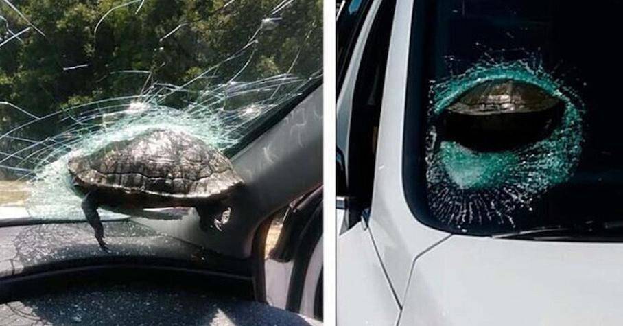 В США черепаха врезелась в лобовое стекло автомобиля и застряла в нем