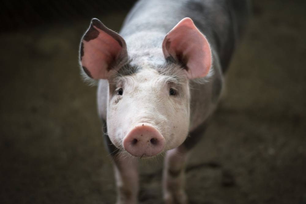 Китай потребовал у госкомпаний остановить закупку свинины и сои у США