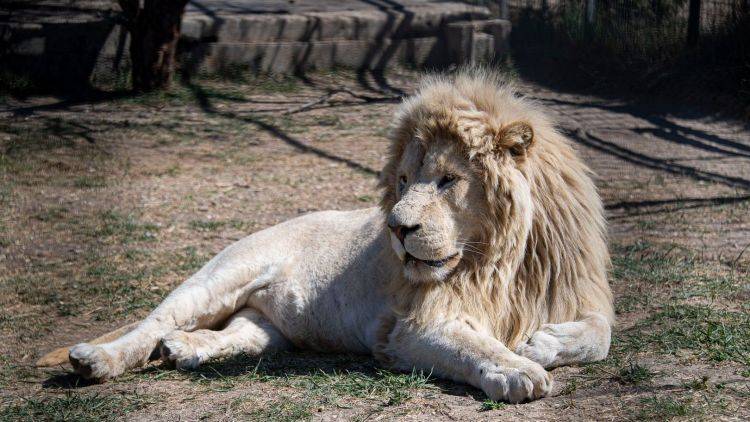 Зубков рассказал, когда откроется парк львов "Тайган"