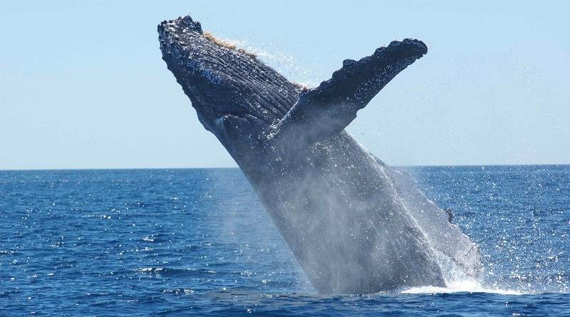 В США кит выпрыгнул из воды и приземлился на лодку: пассажиров выбросило за борт
